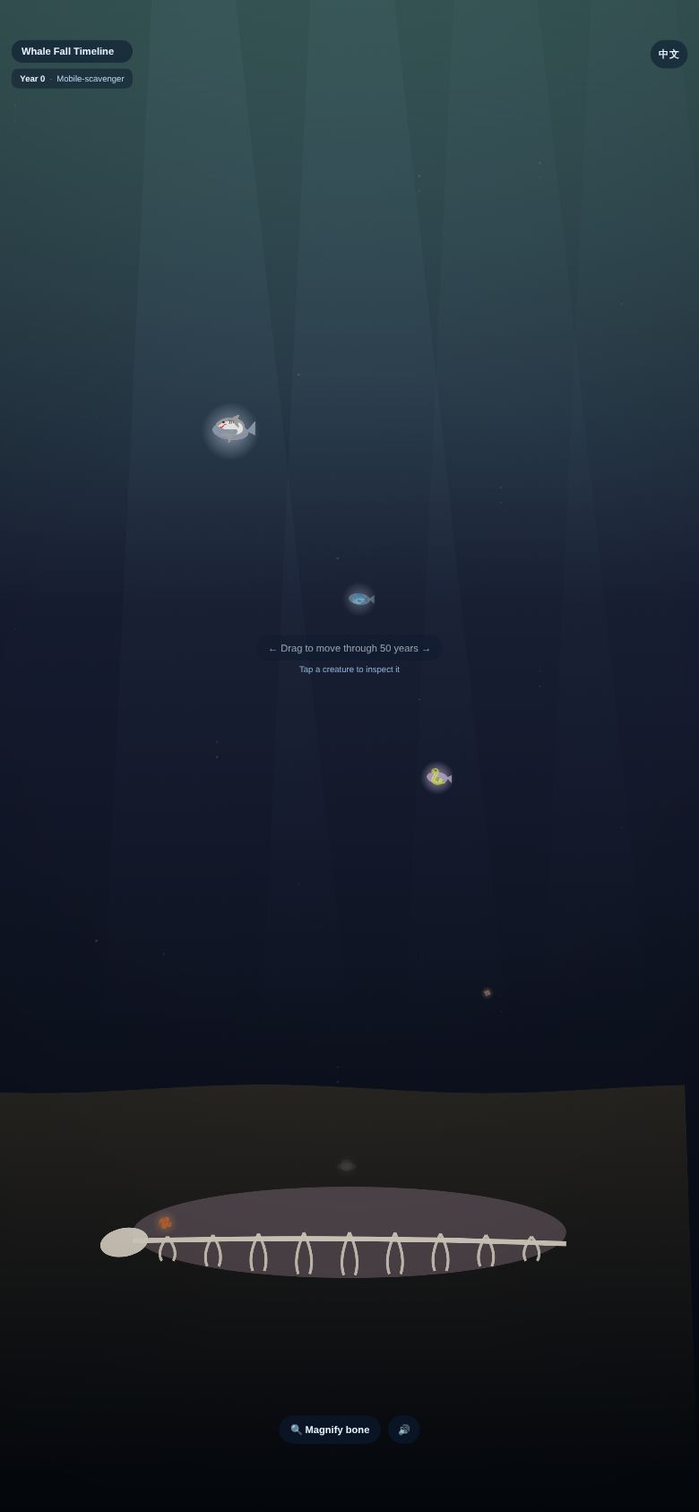 Whale Fall Timeline