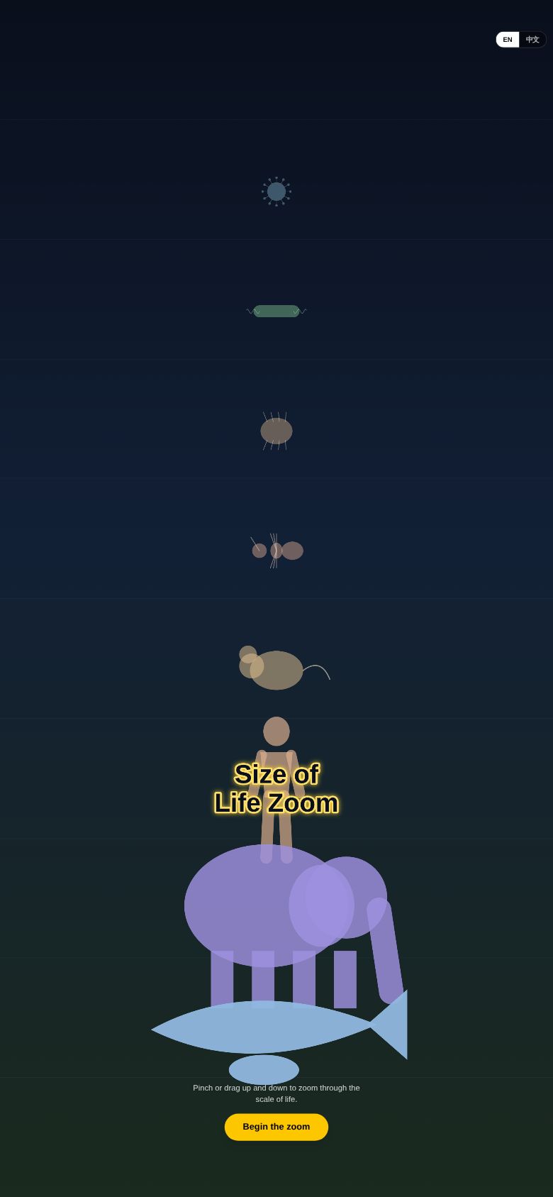 Size of Life Zoom